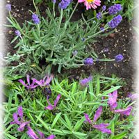 イングリッシュラベンダー,サンビタリア グレートイエロー,ゲウムコイ,アルセアダブルレッド,フレンチラベンダーマドリッドの画像