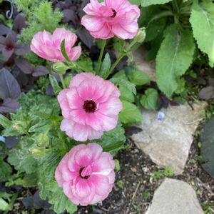 ラナンキュラスラックス,ラナンキュラスラックス　リュキア,ラナンキュラスラックス　ヘラ,鉢植え,地植えの画像