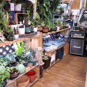 多肉植物,ウラボシ科,ビカクシダ属,食中植物,塊根の画像