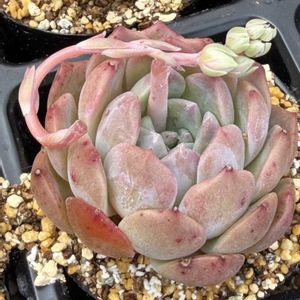 多肉植物,エケベリア属,花芽の画像