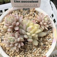 クリッシーNライアン錦,多肉植物,多肉植物とサボテン,タニラー,多肉植物大好きの画像