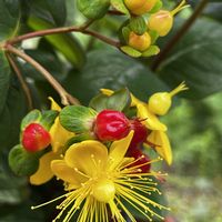 ヒペリカム,ヒペリカム ジュエリーシリーズ,鉢植え,花のある暮らし,お花を楽しむの画像