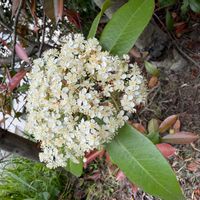 カナメモチの画像