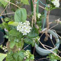 アロニア,アロニア　ネロの画像