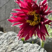 オキナグサ,ムスカリ,キュンキュン乙女倶楽部,HTC,【こまち多肉部】の画像