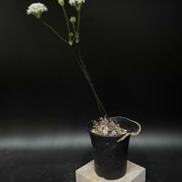 多肉植物,塊根植物,コーデックス,ペラルゴニウム属,珍奇植物の画像