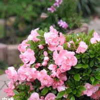 アザレア,シノグロッサム,種まき,花のある暮らし,お花を楽しむの画像