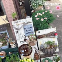 マーガレット,シラーカンパニュラータ,多肉植物,いつもありがとう♡,手作りの庭の画像