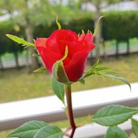 バラ,ミニバラ,鉢植え,バラ 鉢植え,バラ・ミニバラの画像