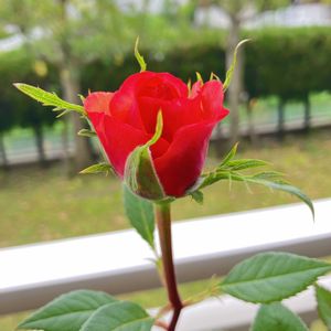 バラ,ミニバラ,鉢植え,バラ 鉢植え,バラ・ミニバラの画像