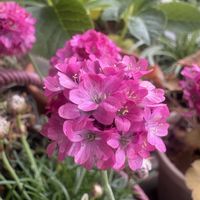 アルメリア,花のある暮らし,お花大好き♡,ベランダの画像