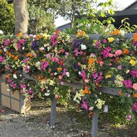 ペチュニア,エレガンス,ハンギングバスケットの画像