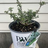 ブッドレア,PWブッドレア　パグスターの画像