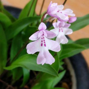 球根植物,庭木,山野草,生け花,道の駅の画像