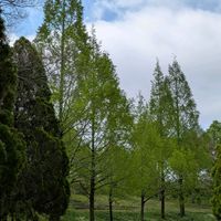 アオダモ,メタセコイア,ハイビャクシン,成田市　坂田ヶ池総合公園の画像