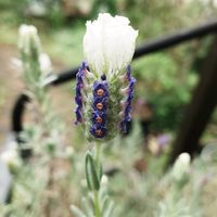 アマドコロ,フレンチラベンダー,ミズヒキ,フウチソウ,白花ホトトギスの画像