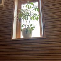 シェフレラ,ドラセナの画像