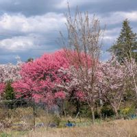 ナシ,ハナモモ,ウグイスカグラ,ウド,アミガサタケの画像