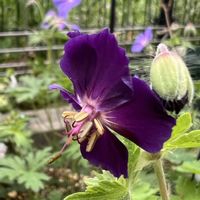 ゲラニウム,フウロソウ,黒花フウロ,ゲラニウム　ファエウム　レイブン,ゲラニウム　ファエウム　レイブンの画像