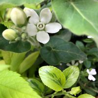 オキシペタラム ブルースター,オキシペタラム ホワイトスター,オキシペタラム,サポナリアの画像