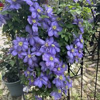 クレマチス,花のある暮らし,ジャングル化計画,おうち園芸の画像