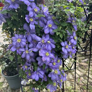 クレマチス,花のある暮らし,ジャングル化計画,おうち園芸の画像