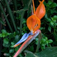 サクラ,ストレリチア,チェリーセージ,ツツジ,ハナズオウの画像