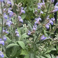 セージ,コモンセージ,コモンセージ,セージナザレス,ハーブの画像