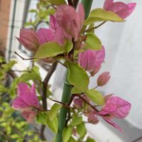 コデマリ,ゼラニウム,ブーゲンビリア,モッコウバラ,ミニチュアシュナウザーの画像