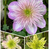 スカビオサ,クレマチス カイゼル,小さな庭の画像