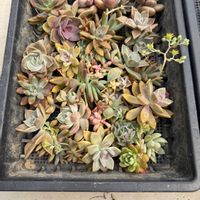 ラブリーローズ,多肉植物,エケベリア属,グラプト属,地植え花壇の画像