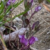ヒメハギ,ヒメハギ,山野草,癒し,花のある暮らしの画像
