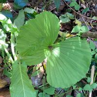 クマガイソウの画像