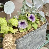 ペチュニア,西洋オダマキ,ファセリア ブルーベル,キングフィッシャー デージー,寄せ植えの画像