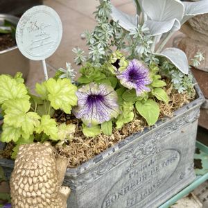 ペチュニア,西洋オダマキ,ファセリア ブルーベル,キングフィッシャー デージー,寄せ植えの画像