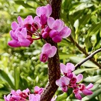 ハナズオウ,iPhone撮影,山中湖 花の都公園,チーム花が好き♡,チーム☆YOKOHAMA☆の画像