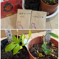 アサガオ,フウリンブッソウゲ,西洋アサガオ,メガネツユクサ,時計草　インセンスの画像