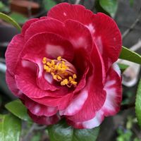 花のある暮らし,おうち園芸,庭の画像