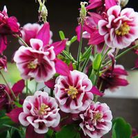 オダマキ,西洋オダマキ,西洋オダマキ ウィンキーダブルレッドホワイト,ガーデニング,マイガーデンの画像