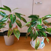 アグラオネマ,リビング・ダイニングの画像