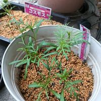 鉢植え,花のある暮らし,楽しみですの画像