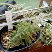 アスパラガスの画像