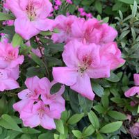 アザレア,庭の画像