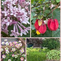 アブチロン,アイビー,クモマソウ,ヌビゲナム,姫ライラックの画像