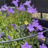 ベルフラワーの画像