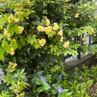 ハヤトウリ,ハヤトウリ,カワラナデシコ,カワラナデシコ,白ゴーヤの画像