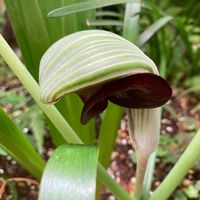 ムサシアブミ,武蔵鐙（ムサシアブミ）の画像