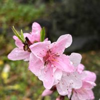 スミレ,ハナモモ,ランチ,自宅の庭,oriの自由なピンクの日の画像