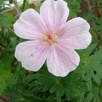 クレマチス,ゲラニウム,クレマチス‘ベルオブウォーキング’,ゲラニウム サンギネウム,ニーレンベルギア オーガスタ ブルーの画像