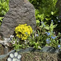 フジバカマ,ワスレナグサ,菜の花,白花フジバカマ,愛犬のお墓の画像